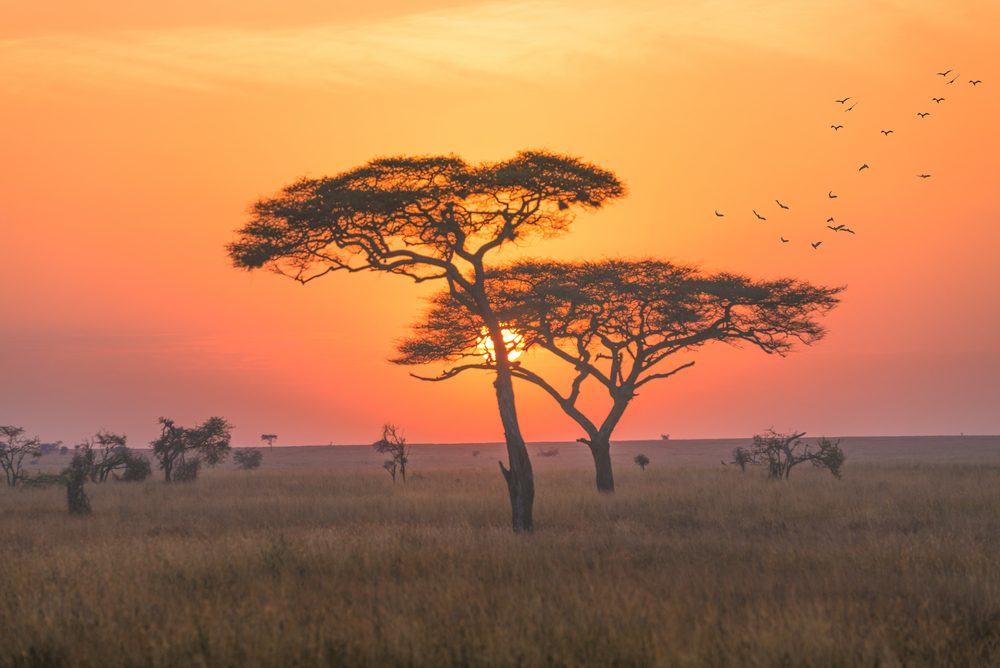 Discover Tanzania
